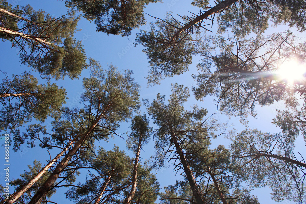 Pine forest in sunlight. Pine forest in sunlight.