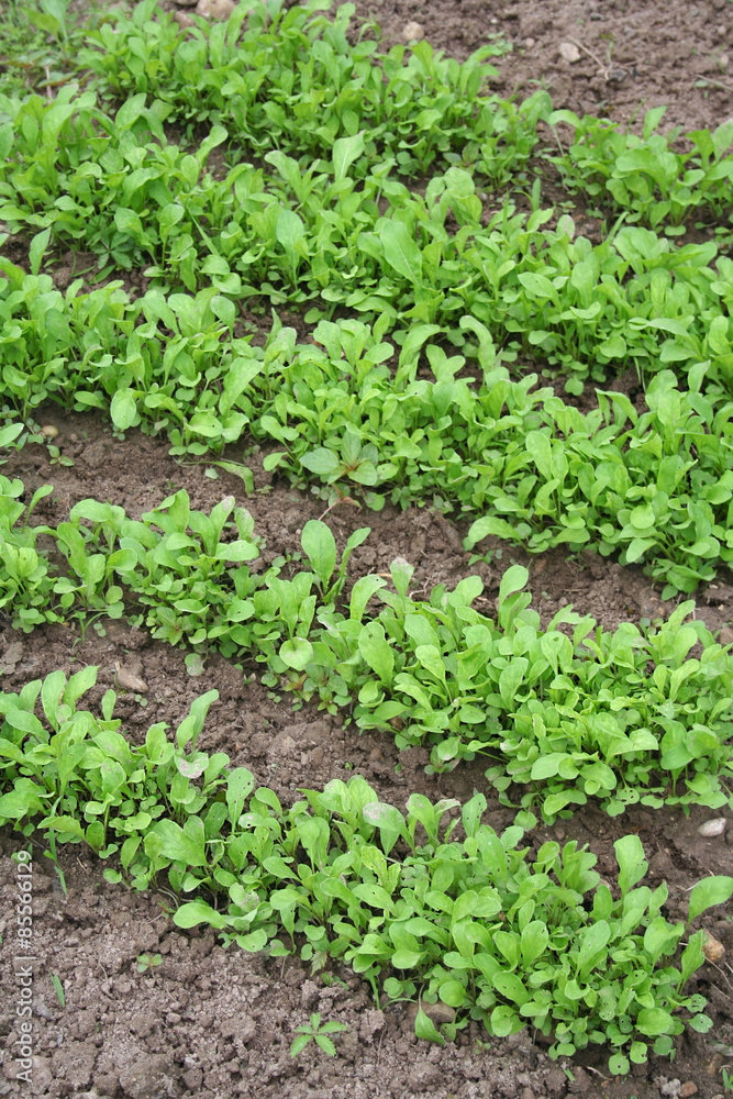 file di rucola nell'orto_ insalata file di rucola nell'orto_ insalata