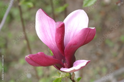 Magnolia  magnolie  kwiat magnolii