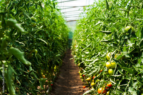 Tomato plants growing inside a greenhouse