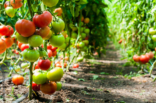 Tomato plants growing inside a greenhouse