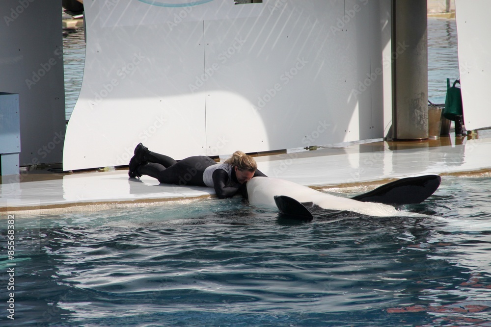 Naklejka premium Orque