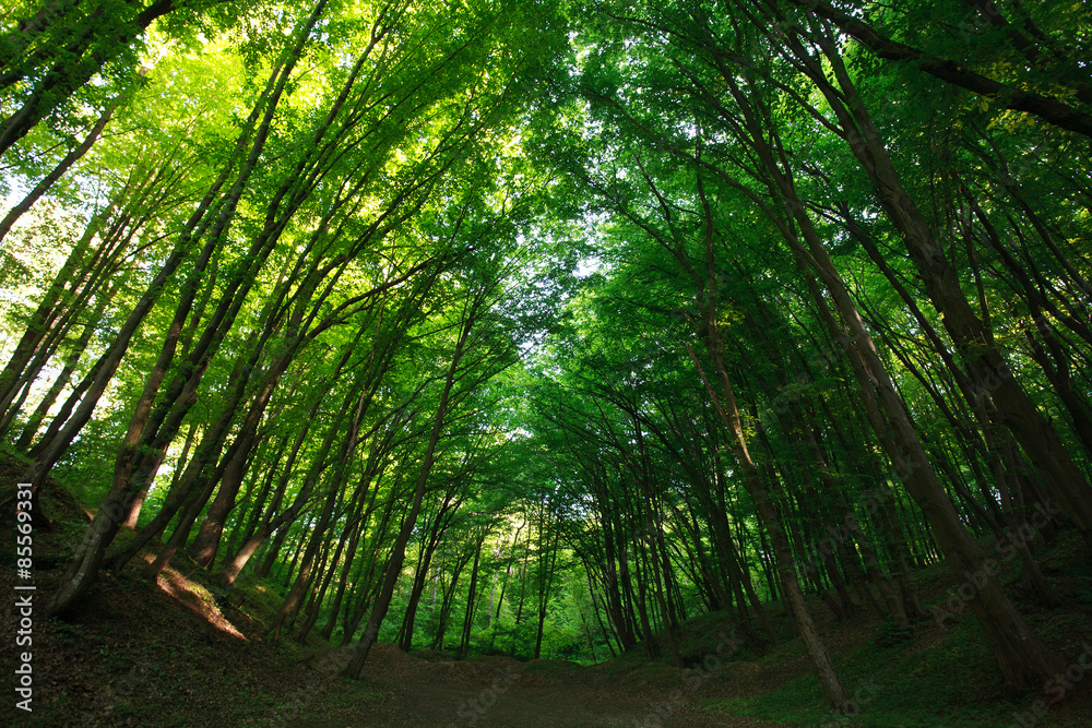 Mystical summer green forest in backlit of sun