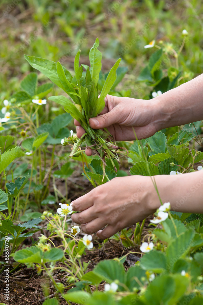 hands weeding of blooming strawberries hands weeding of blooming strawberries