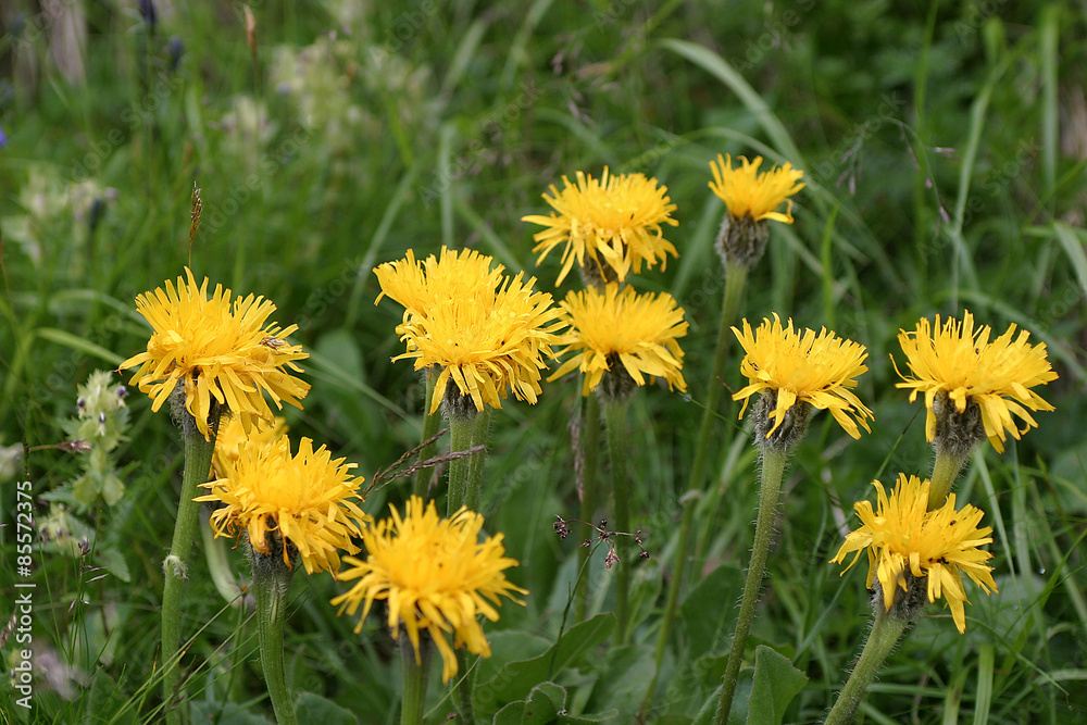 Mniszek lekarski - Mlecz - Mniszek pospolity - Taraxacum officinale Mniszek lekarski - Mlecz - Mniszek pospolity - Taraxacum officinale