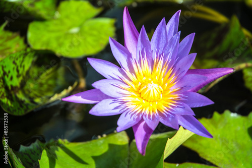 Purple lotus flower on a pond