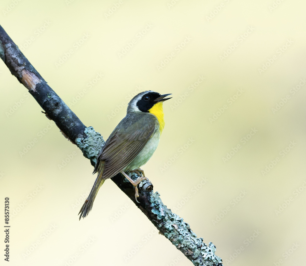 Fototapeta premium Common Yellowthroat 