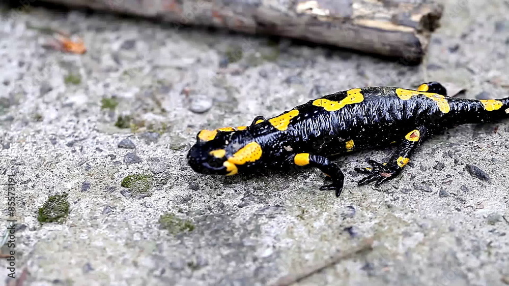 Salamander in the Wild Salamander in the Wild