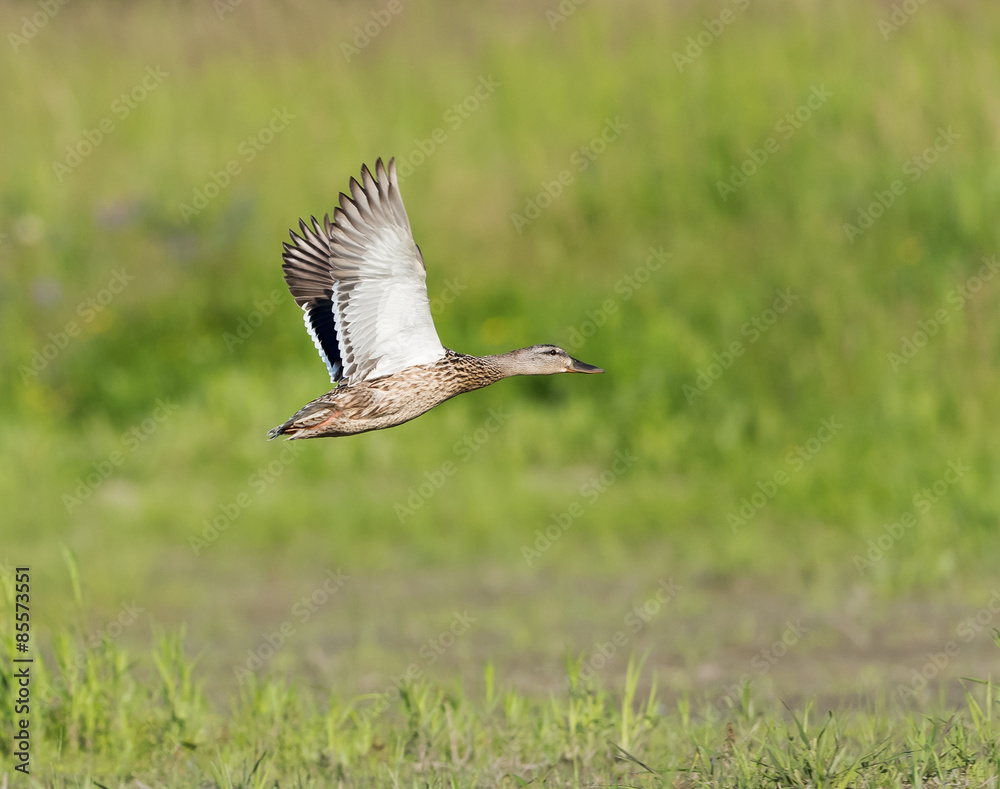 Female Mallard in Flight on Green Background