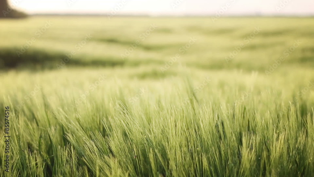 Endless crop fields of barley, slowly shifting focus from close to distant Endless crop fields of barley, slowly shifting focus from close to distant