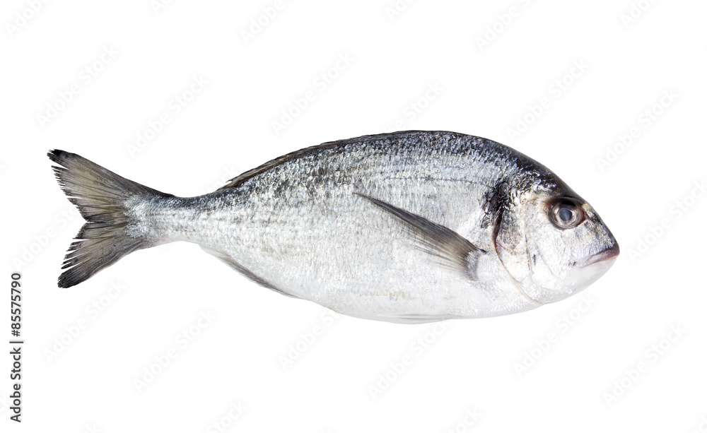 Fresh Dorado fish on a white background isolated Fresh Dorado fish on a white background isolated