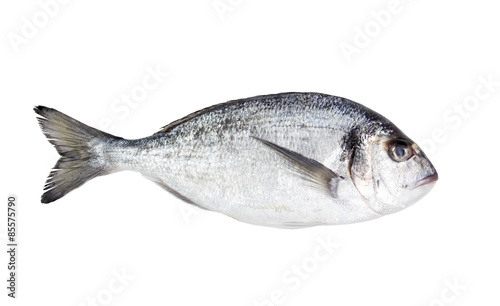 Fresh Dorado fish on a white background isolated