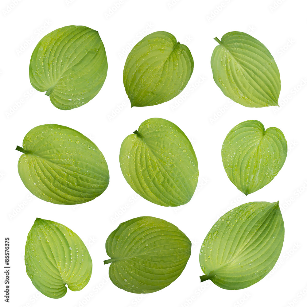 Hosta green leaves isolated on white Hosta green leaves isolated on white