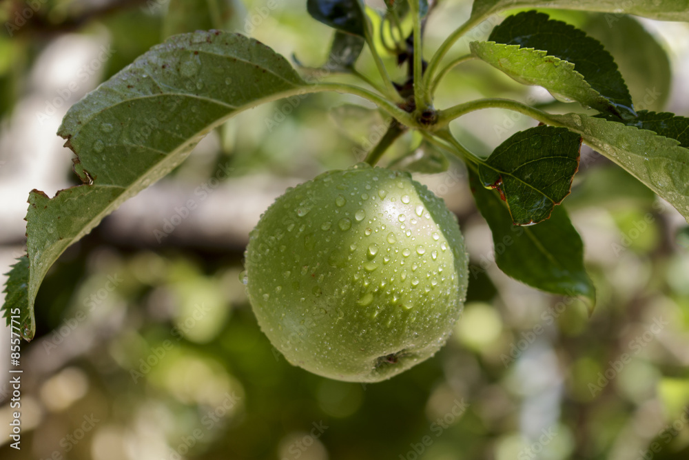 Small green apple on the tree after rain