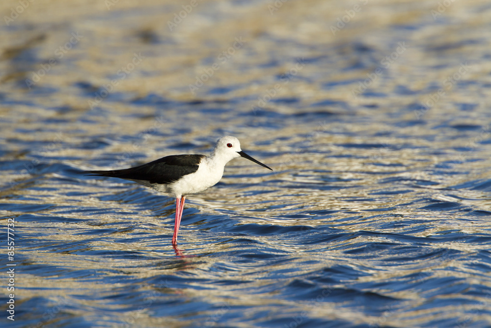 Black-winged stilt in Pottuvil, Sri Lanka Black-winged stilt in Pottuvil, Sri Lanka