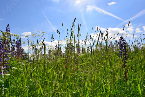 Sommerwiese blauer Himmel