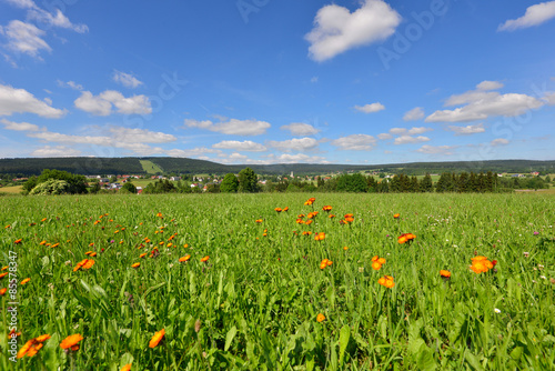 Blumenwiese im Sommer