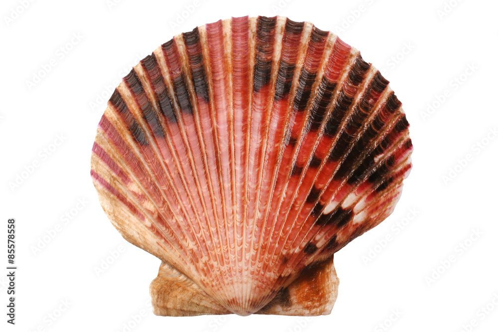 Scallops shell Scallops shell