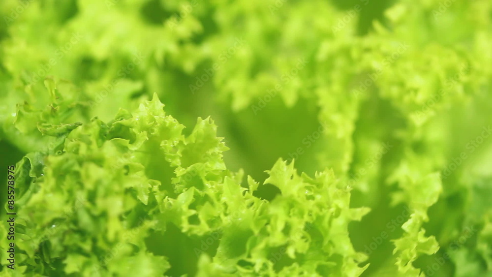 Green lettuce closeup - Closeup shot of Fresh green Butterhead Lettuce rotating slowly in a seamless loop Green lettuce closeup - Closeup shot of Fresh green Butterhead Lettuce rotating slowly in a seamless loop
