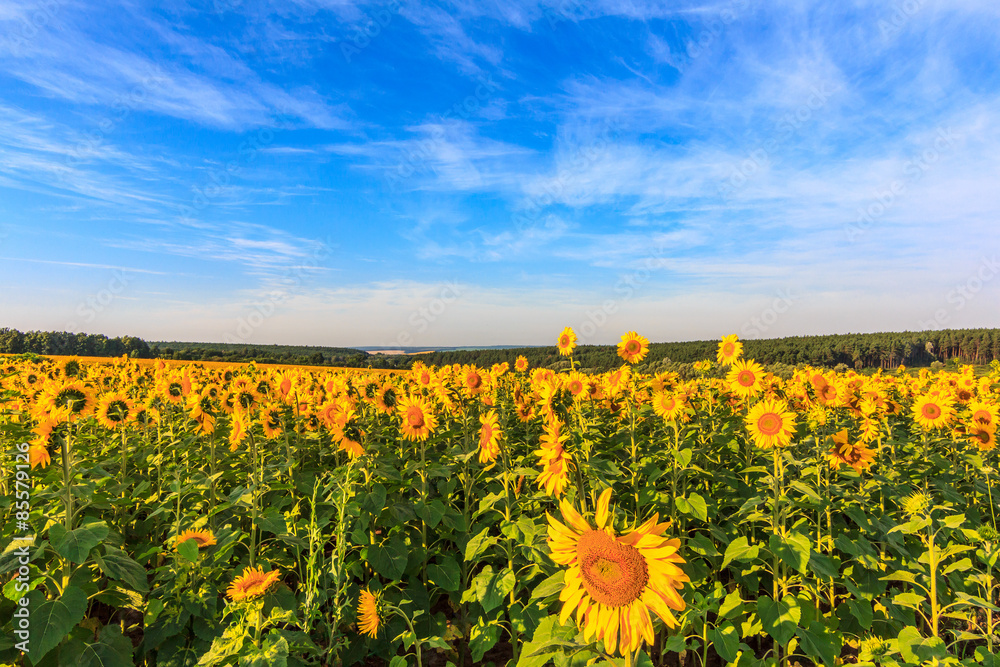 Obraz premium Flowering sunflowers