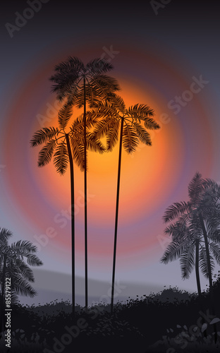 Summer Night. Palm trees in the night. Vector illustration