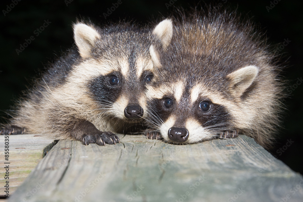 Tw baby raccoon