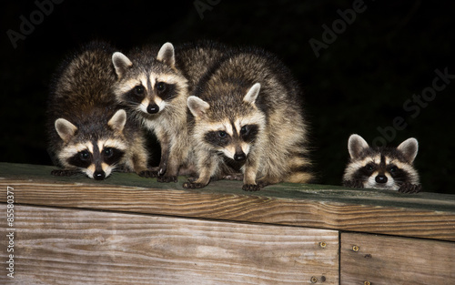 Fotomurale Four cute baby raccoons on a deck railing