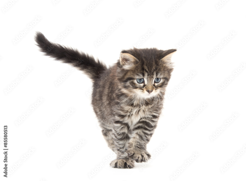 cute tabby kitten playing on white cute tabby kitten playing on white