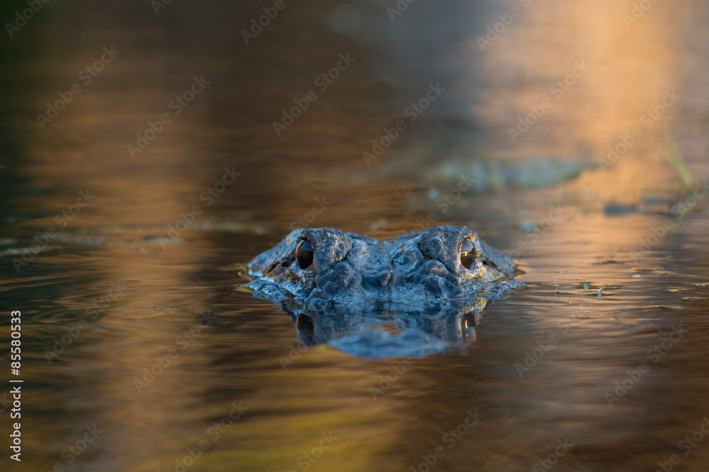 Obraz premium Large American alligator in The water