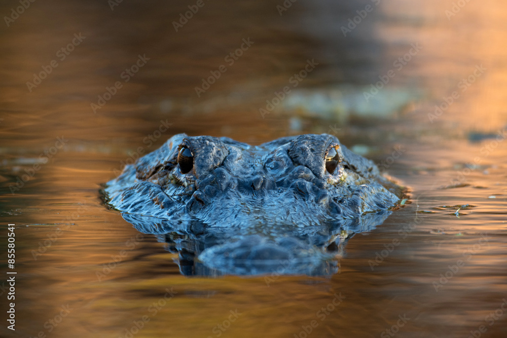 Obraz premium Large American alligator in The water