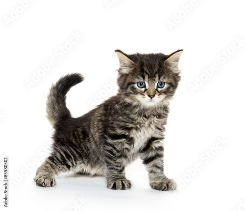 cute tabby kitten playing on white