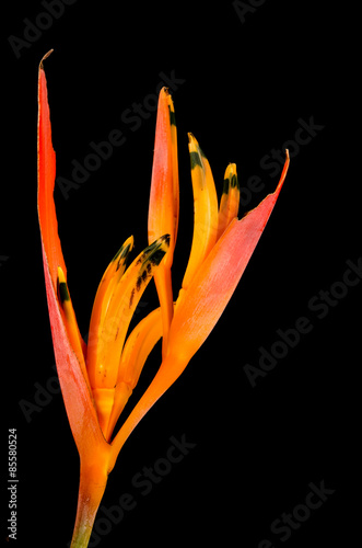 Tropical heliconia flower (Heliconia stricta) photo