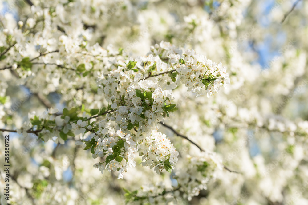 White Cherry Plum Tree Flowers In Spring White Cherry Plum Tree Flowers In Spring