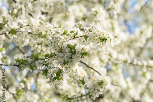 White Cherry Plum Tree Flowers In Spring © radub85