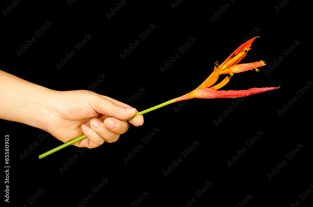 Torch ginger Torch ginger
