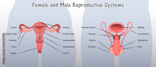 Female and Male Reproductive Systems Diagram 