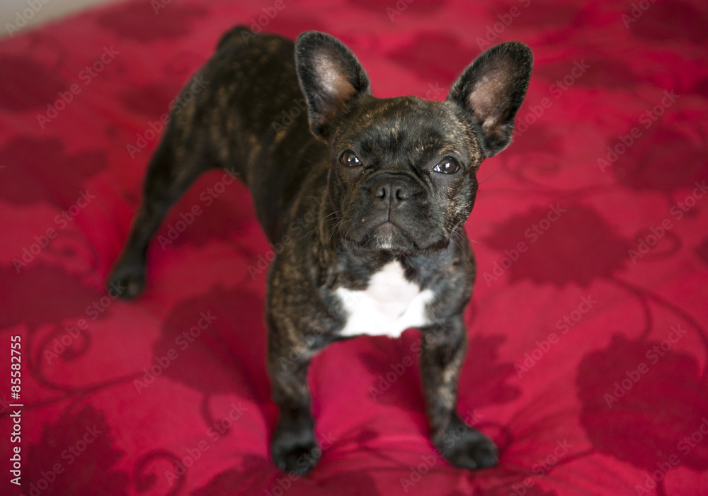 Chiot bouledogue anglais