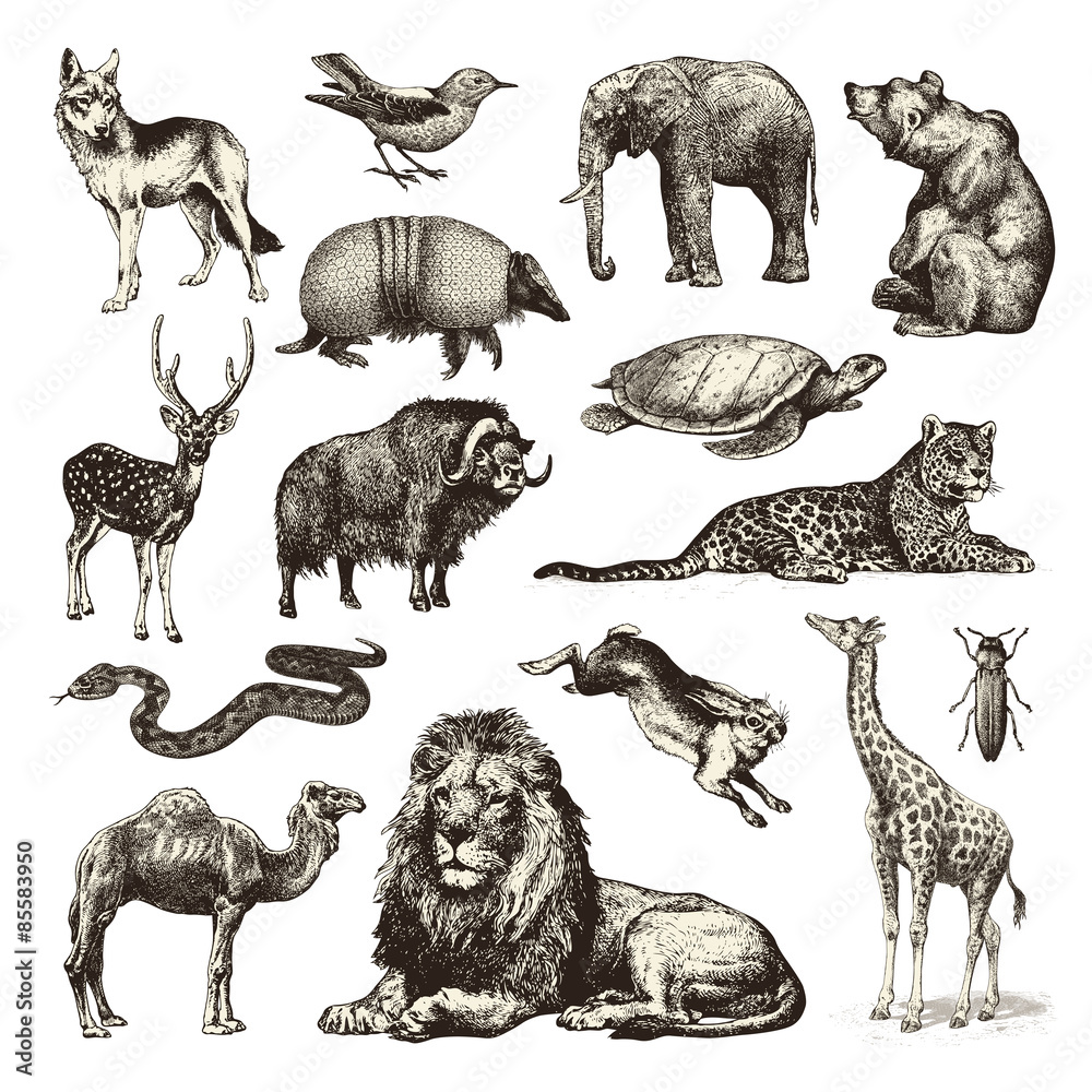 Naklejka premium dzikie zwierzęta - zbiór ilustracji dzikiej przyrody
