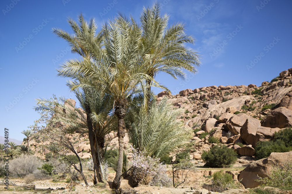 Fototapeta premium morocco palm trees