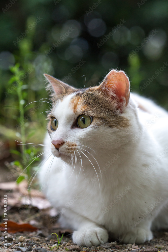 横を見るのらねこ