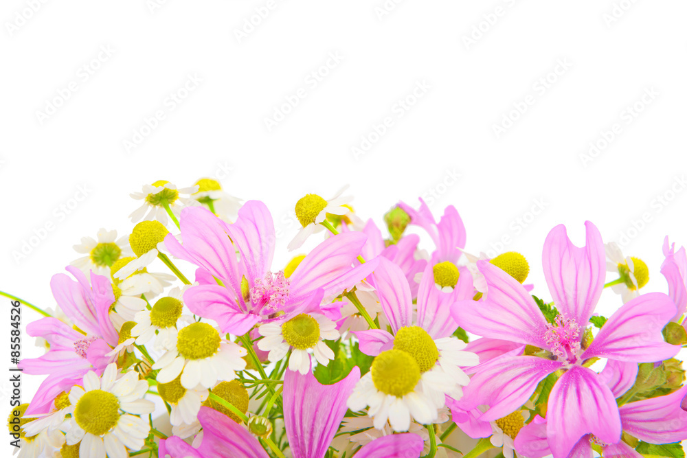Beautiful spring flowers Beautiful spring flowers