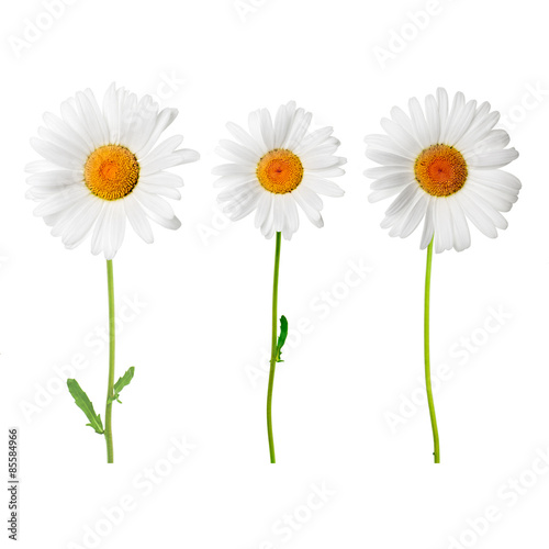 Chamomile flowers on a white background.