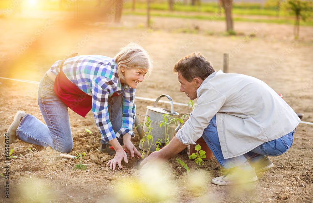 Fototapeta premium Senior couple planting seedlings