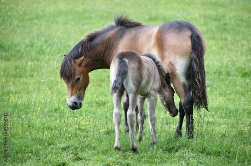 Exmoor-Pony mit Nachwuchs