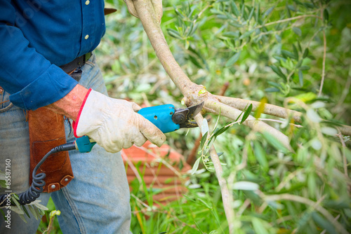 Close up of a farmer carrying out the pruning of an olive branch by pruning shears