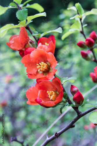 flowering quince