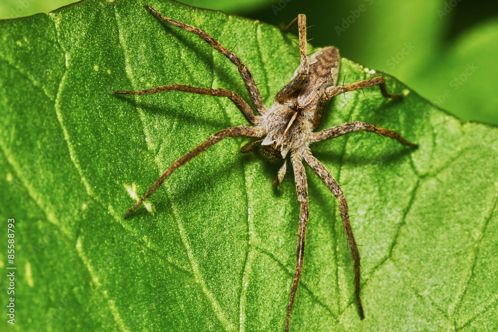 Spider on a green leaf in the garden Spider on a green leaf in the garden