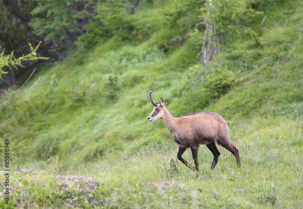 Chamois grazing meadows with grass in summer Chamois grazing meadows with grass in summer