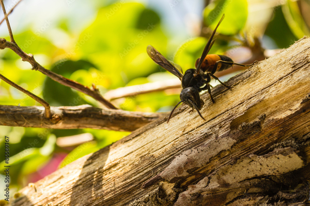 An orange and black hornet is busy stripping bark from a tree branch. Copy space to the left and bottom. An orange and black hornet is busy stripping bark from a tree branch. Copy space to the left and bottom.