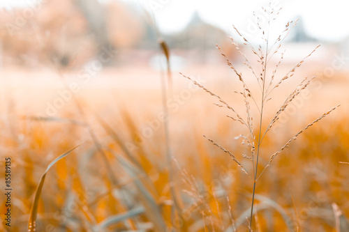  blur background of grass in the garden